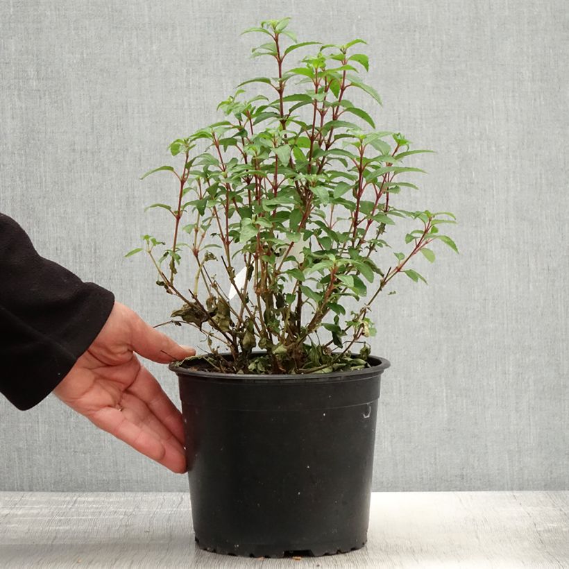 Fucsia Lady Thumb Maceta 2L/3L Ejemplar entregado en la primavera