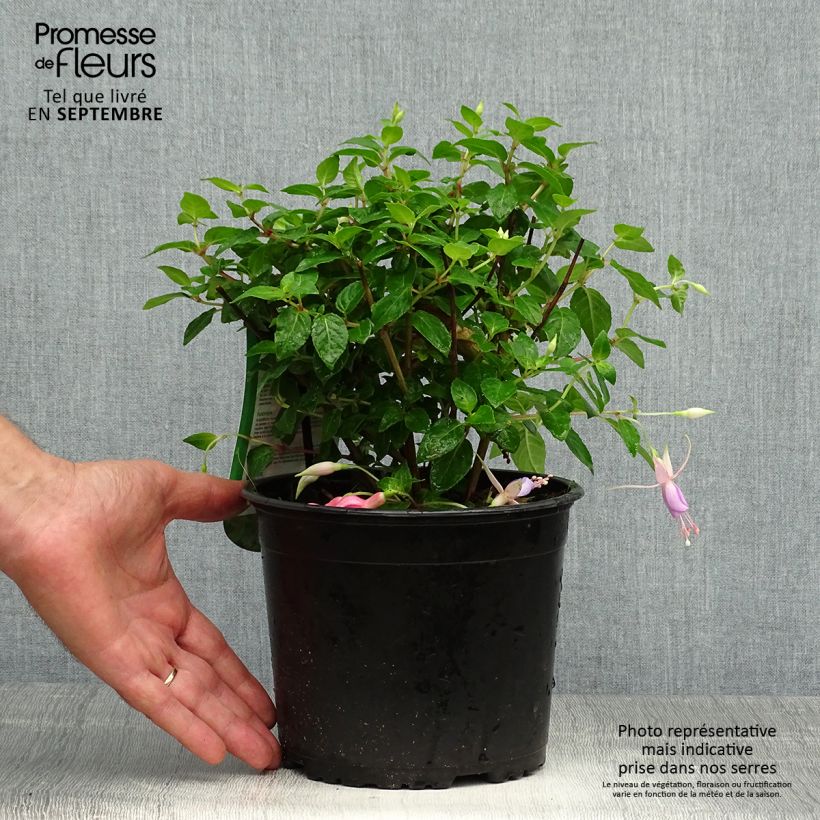 Ejemplar de Fucsia Margaret Maceta 2L/3L entregado en otoño