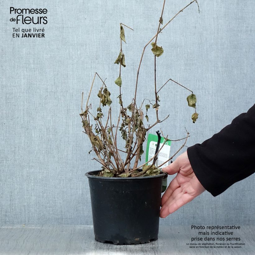 Fucsia Margaret Maceta 2L/3L Ejemplar entregado en invierno