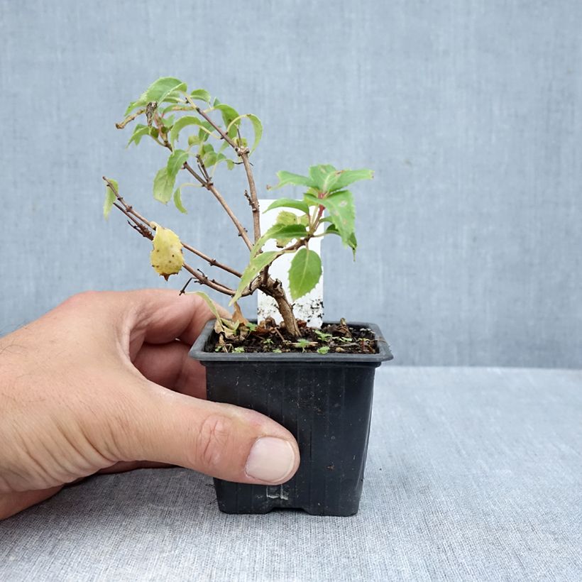 Ejemplar de Fucsia Margaret Thatcher Maceta de 8/9 cm entregado en otoño