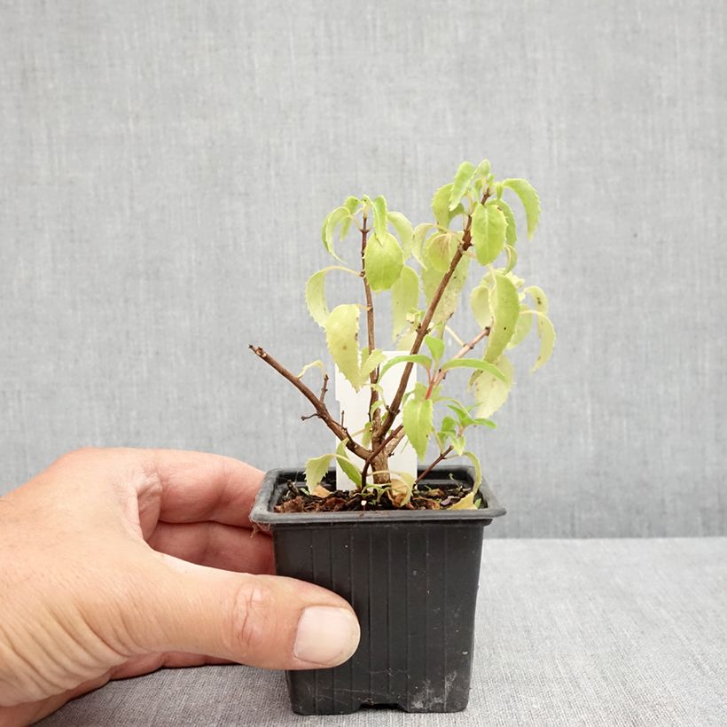 Ejemplar de Fucsia Margaret Thatcher Maceta de 8/9 cm entregado en verano