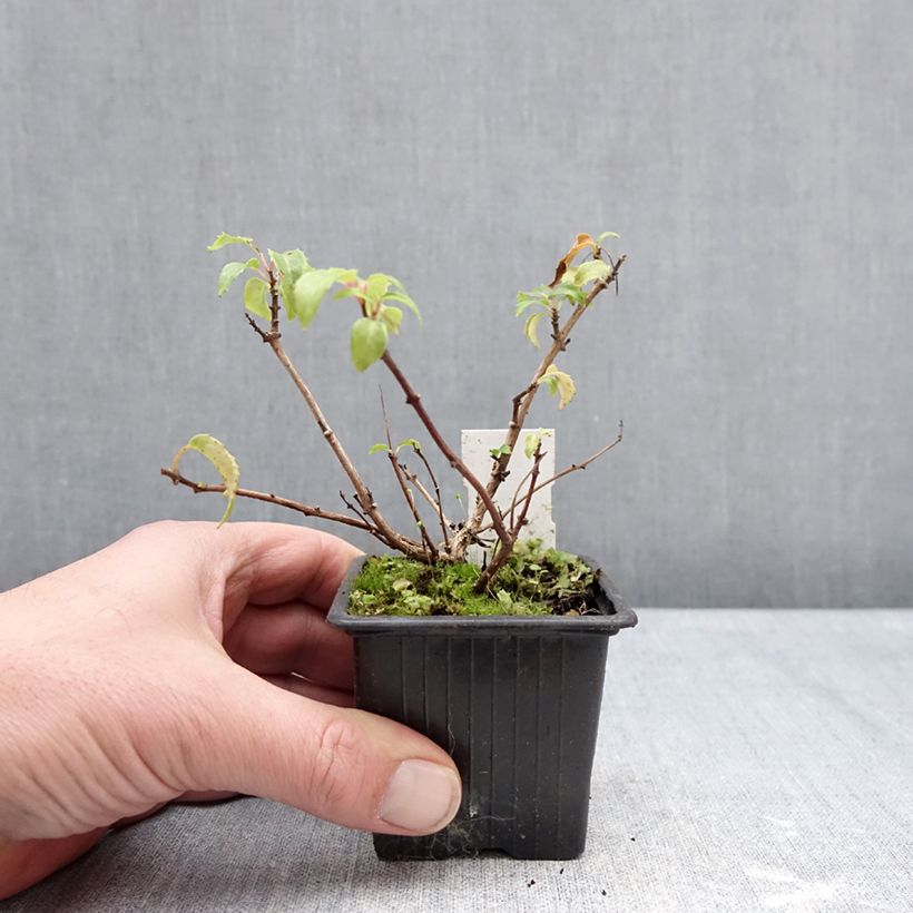 Fucsia Margaret Thatcher Maceta de 8/9 cm Ejemplar entregado en invierno