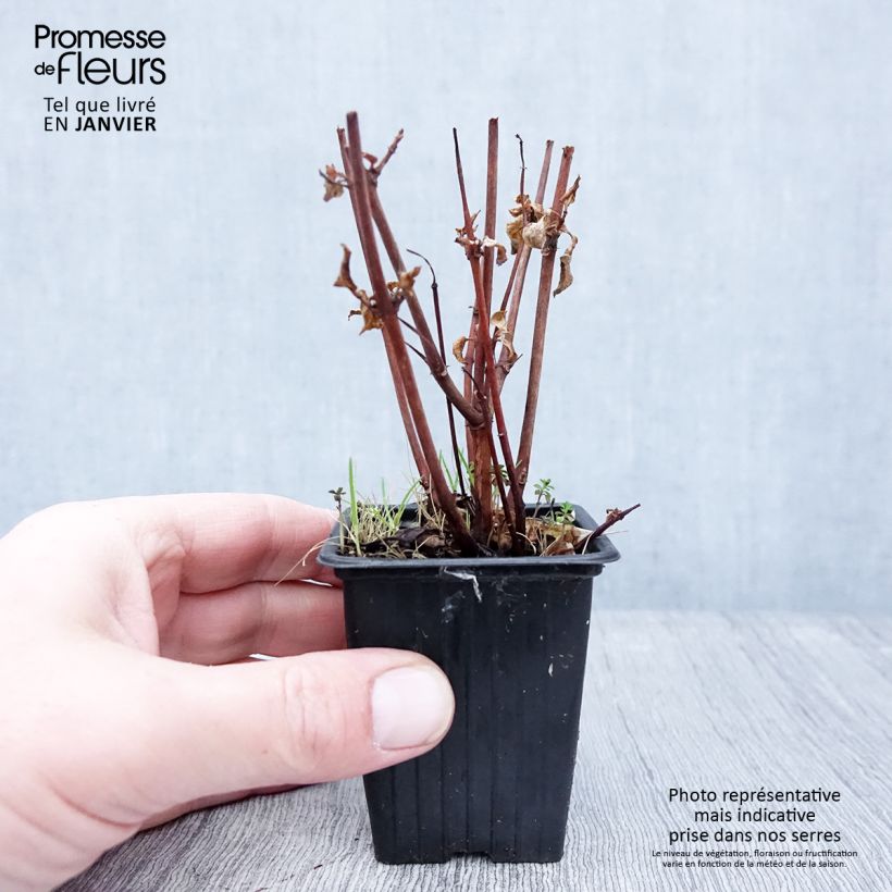 Fucsia Marjory Blake Maceta de 7/8 cm Ejemplar entregado en invierno