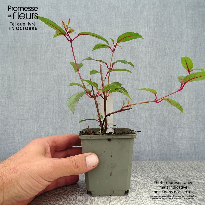 Ejemplar de Fucsia Mme Cornelissen Maceta de 7/8 cm entregado en otoño