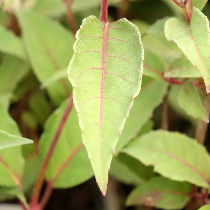 Fucsia Mme Cornelissen (Follaje)
