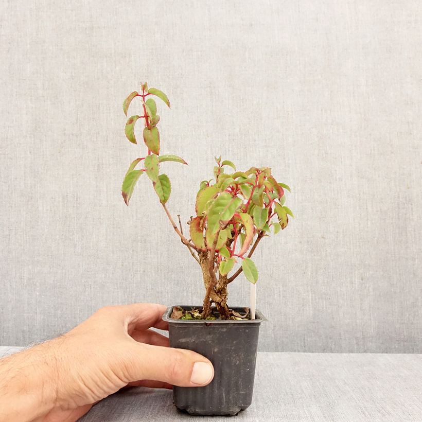Ejemplar de Fucsia Mrs Popple Maceta de 8/9 cm entregado en otoño