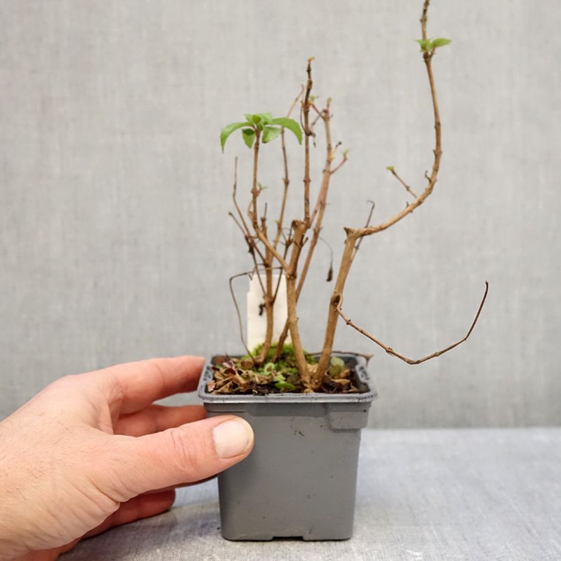 Fucsia Mrs Popple Maceta de 8/9 cm Ejemplar entregado en invierno