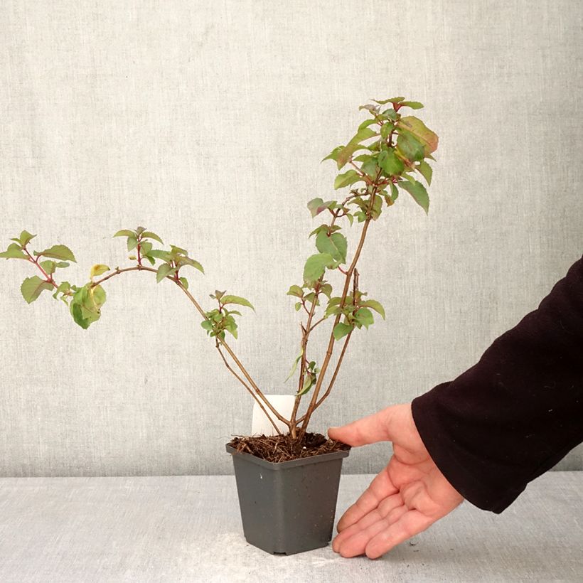 Fucsia Mrs Popple Maceta de 8/9 cm Ejemplar entregado en la primavera