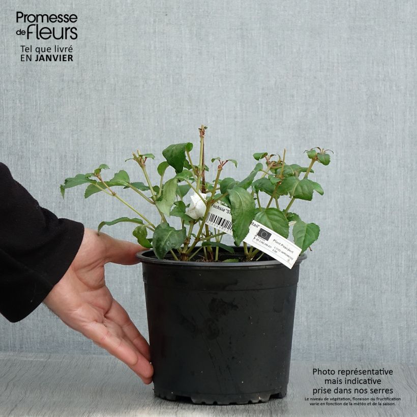 Fucsia Shrimp Cocktail Maceta 2L/3L Ejemplar entregado en invierno