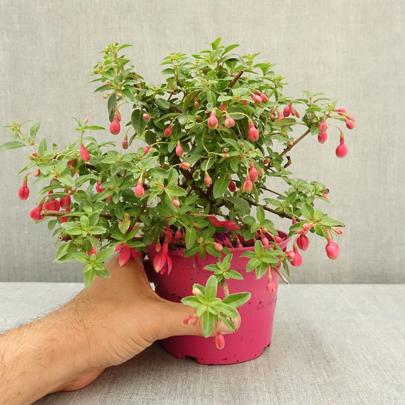 Ejemplar de Fucsia Tom Thumb Maceta de 12 cm / 13 cm entregado en verano