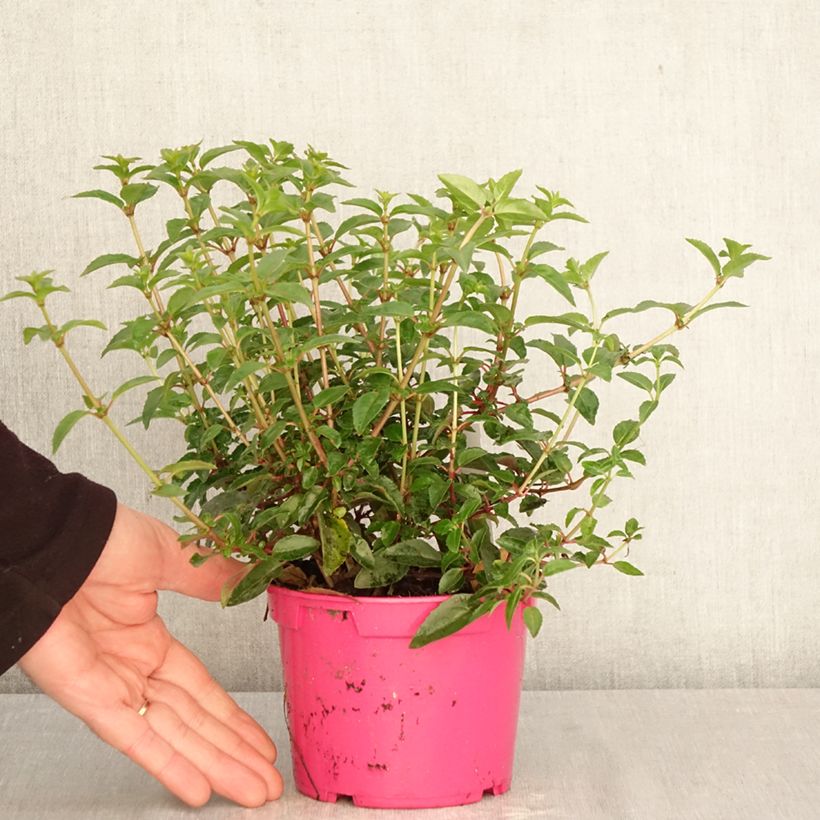 Fucsia Tom Thumb Maceta de 12 cm / 13 cm Ejemplar entregado en la primavera