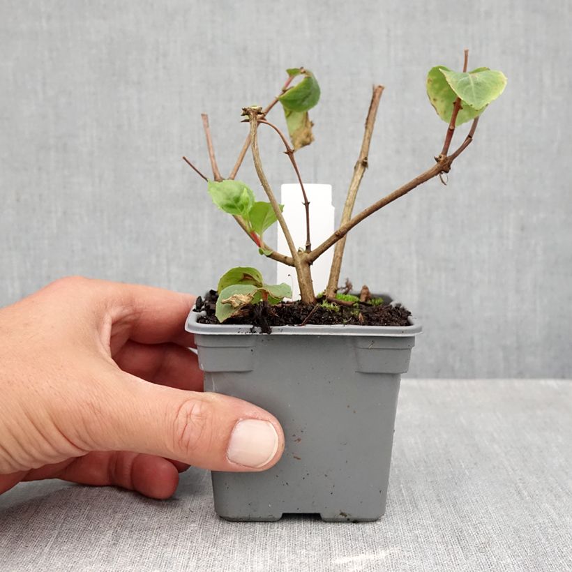 Ejemplar de Fuchsia White King - Fucsia Maceta de 8/9 cm entregado en otoño