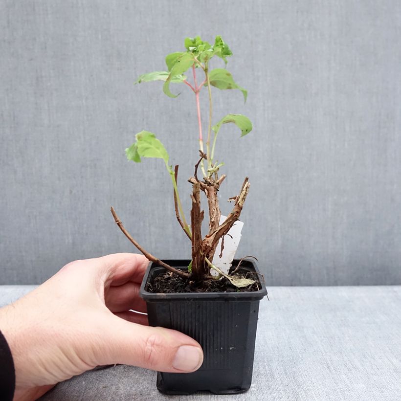 Fuchsia White King - Fucsia Maceta de 8/9 cm Ejemplar entregado en invierno