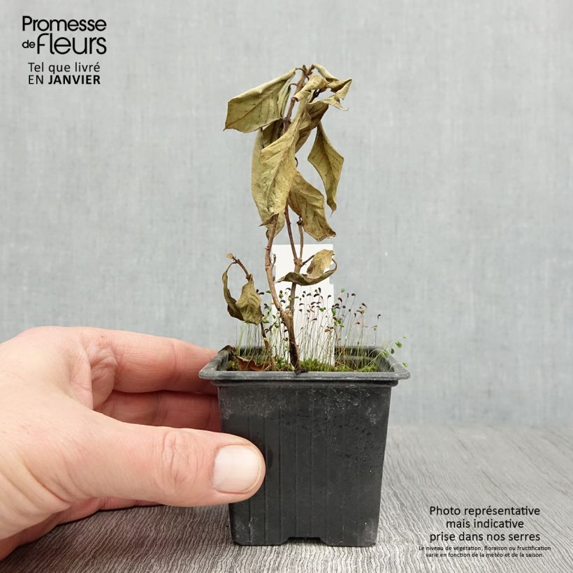 Fucsia triphylla Thalia Maceta de 8/9 cm Ejemplar entregado en invierno