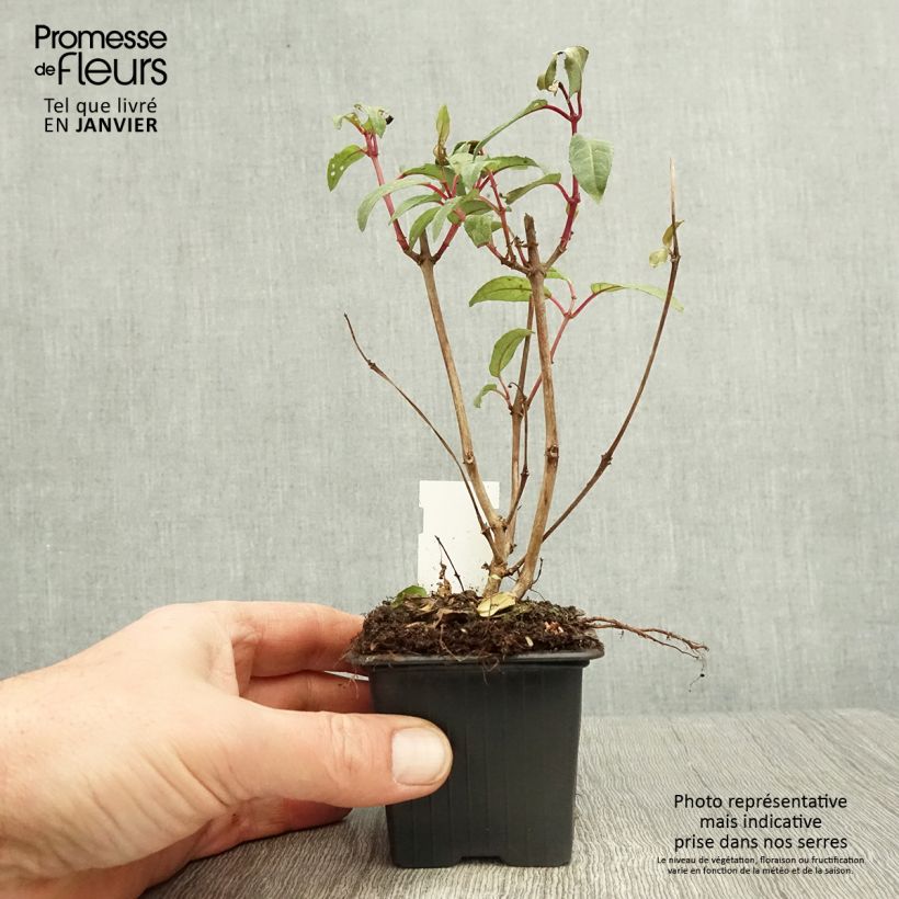 Fucsia Winston Churchill Maceta de 8/9 cm Ejemplar entregado en invierno