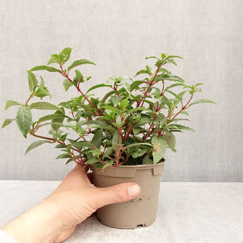 Fucsia Winston Churchill Maceta de 12 cm / 13 cm Ejemplar entregado en la primavera