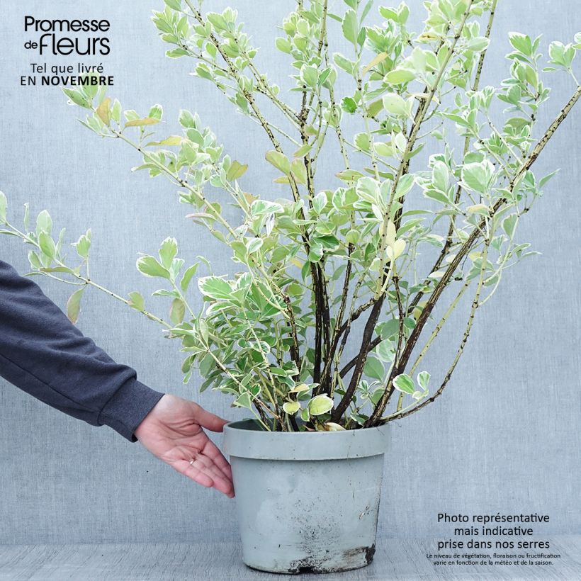 Ejemplar de Evónimo Silver King - Euonymus japonicus Maceta 7,5L/10L entregado en otoño