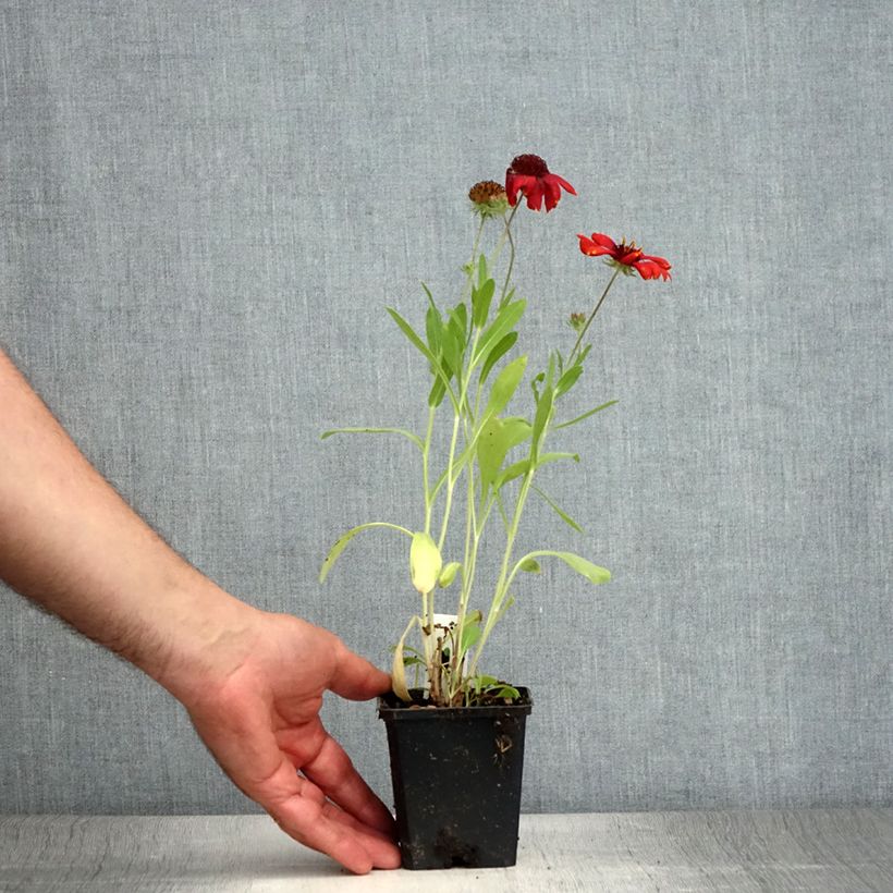 Ejemplar de Gaillardia grandiflora Arizona Red Shades Maceta de 8/9 cm entregado en verano