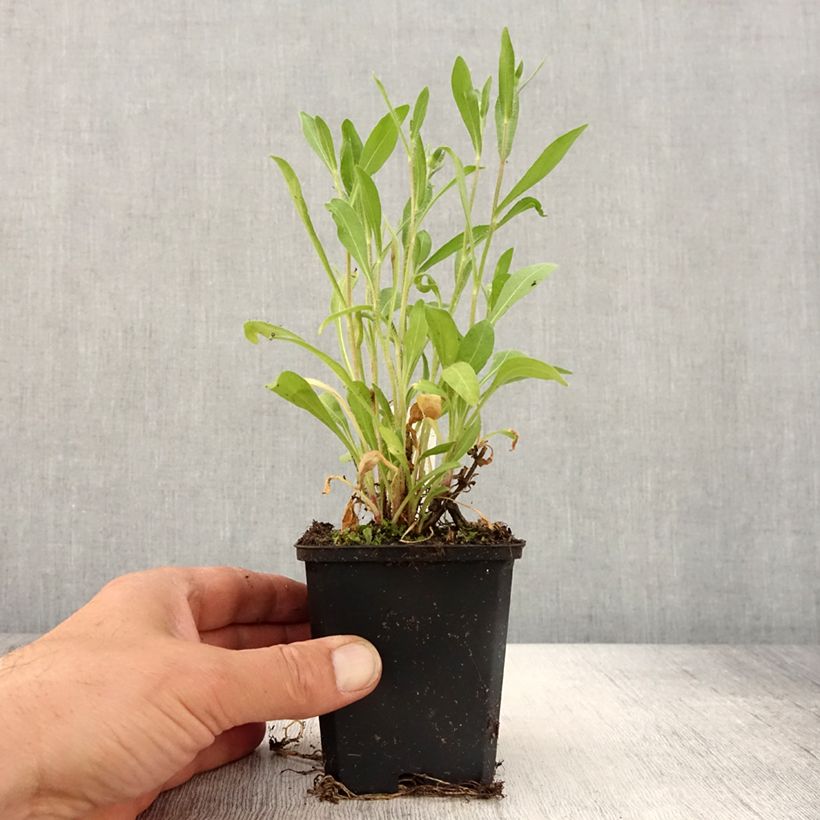 Gaillardia grandiflora Arizona Red Shades Maceta de 8/9 cm Ejemplar entregado en la primavera