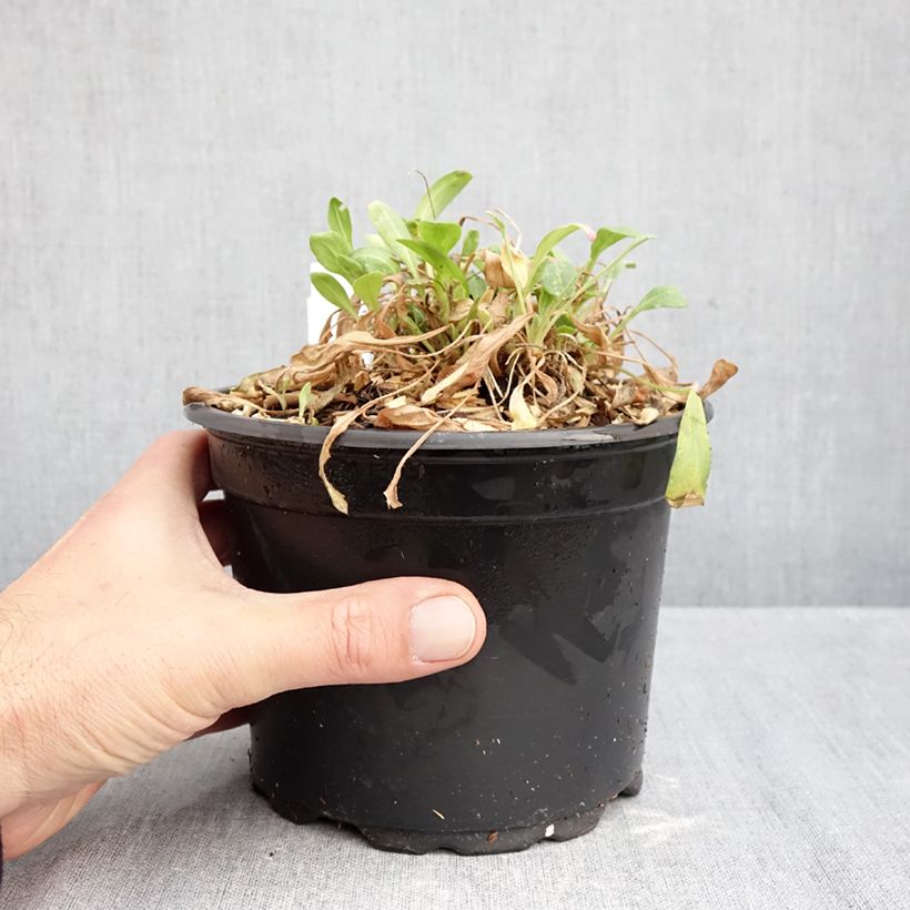 Ejemplar de Gaillardia grandiflora Kobold Maceta 2L/3L entregado en otoño