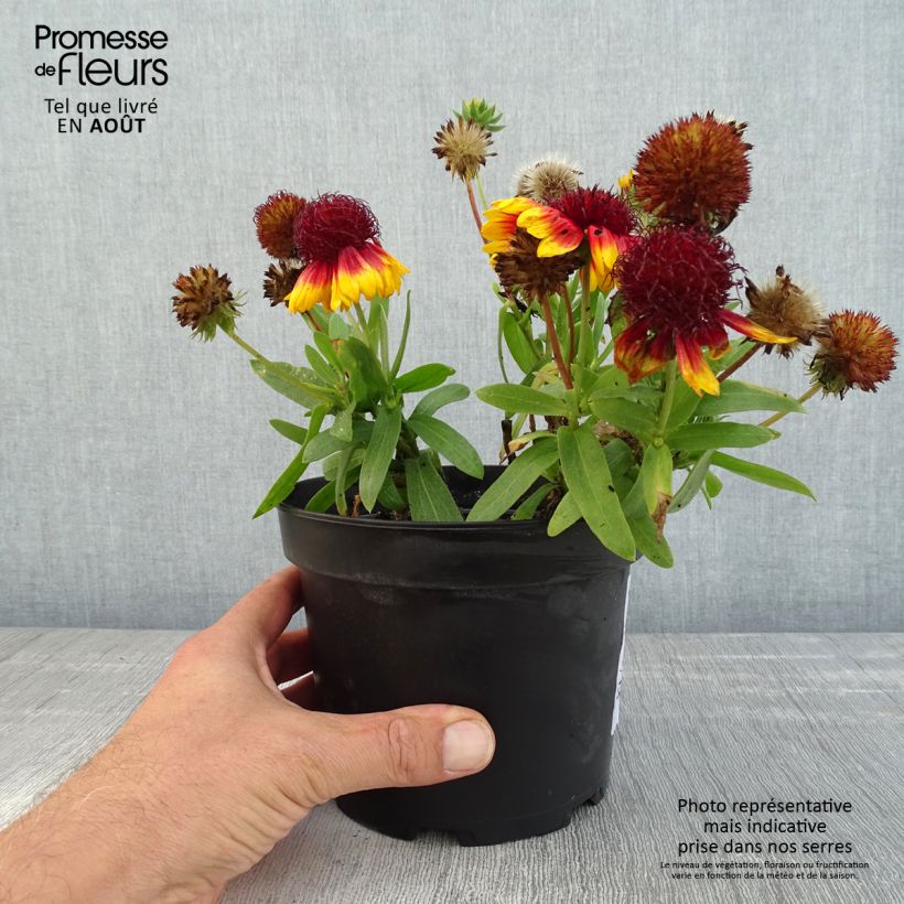 Ejemplar de Gaillardia Lutin Maceta 2L/3L entregado en verano