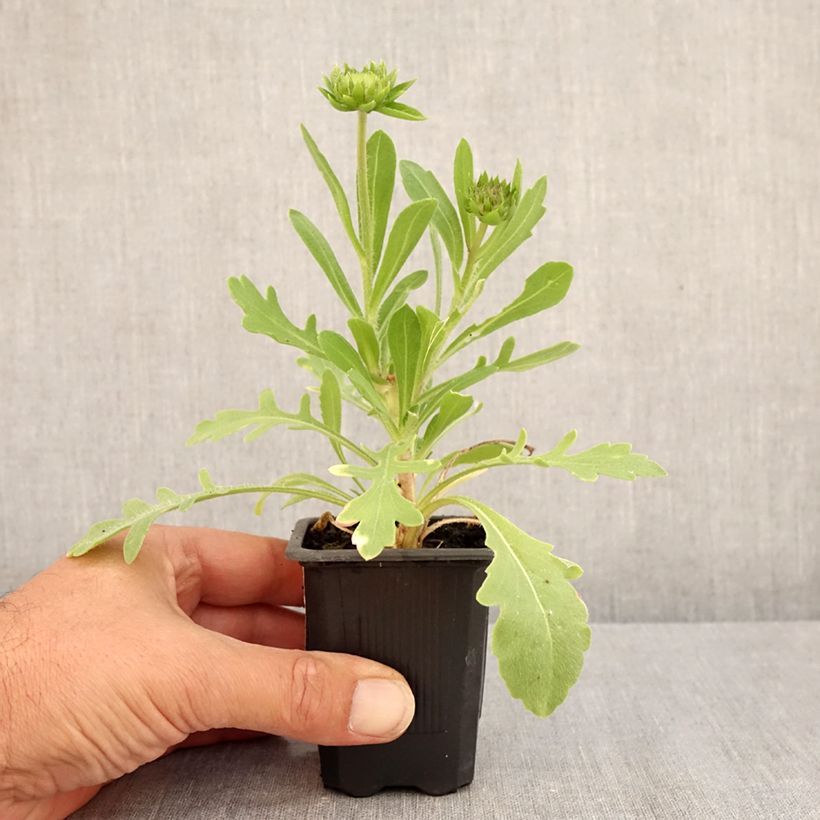 Ejemplar de Gaillardia Lutin Maceta de 7/8 cm entregado en verano
