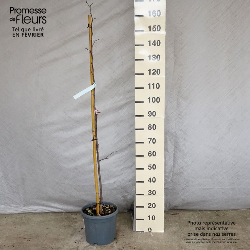 Redbud del este Cascading Hearts - Cercis canadensis Maceta 7,5L/10L Ejemplar entregado en invierno
