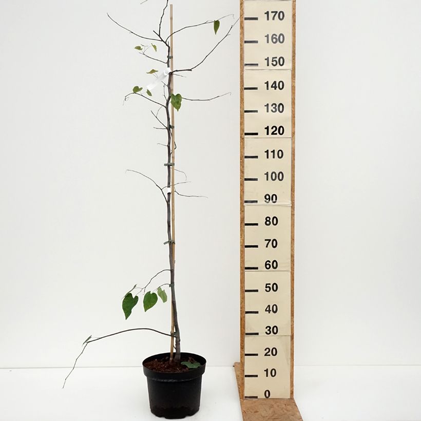 Ejemplar de Redbud del este Cascading Hearts - Cercis canadensis Maceta 7,5L/10L entregado en otoño