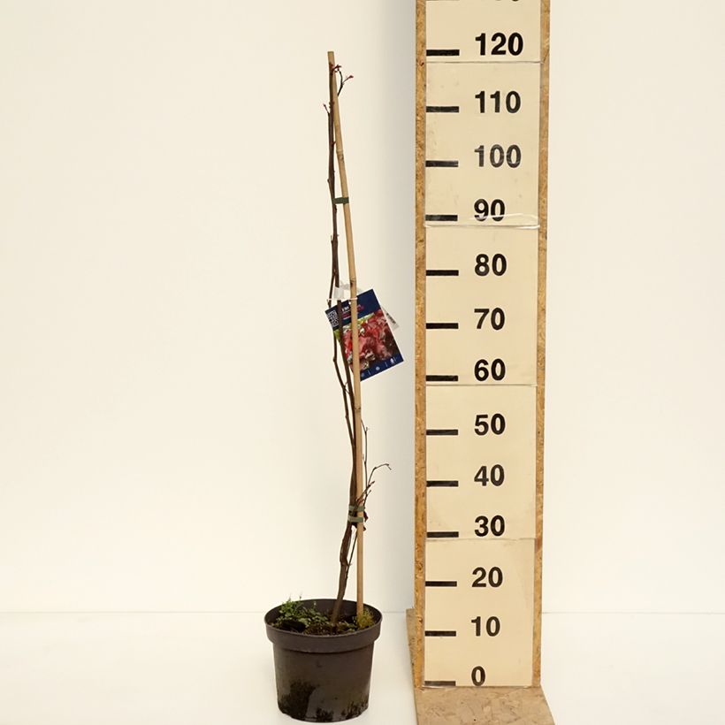 Redbud del este Red Force - Cercis canadensis Maceta 7,5L/10L Ejemplar entregado en la primavera