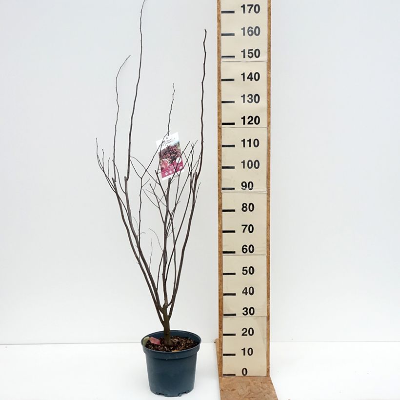Ejemplar de Redbud del este Red Force - Cercis canadensis Maceta 7,5L/10L entregado en otoño