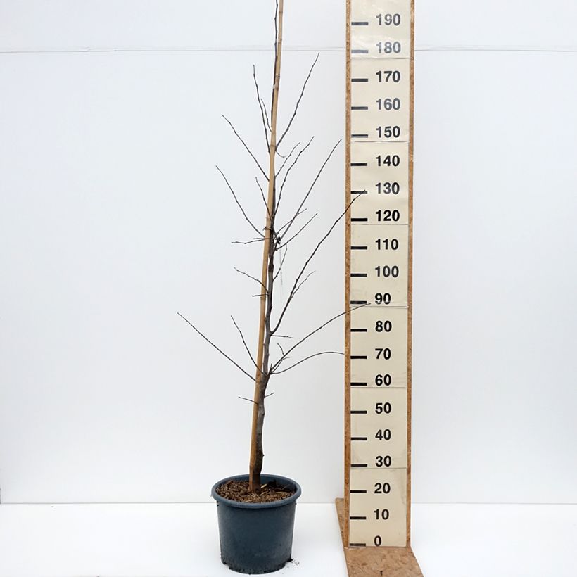 Ejemplar de Redbud del este Royal White - Cercis canadensis Maceta 12L/15L entregado en otoño