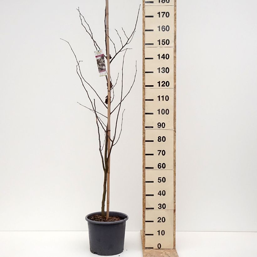 Redbud del este Royal White - Cercis canadensis Maceta 12L/15L Ejemplar entregado en invierno
