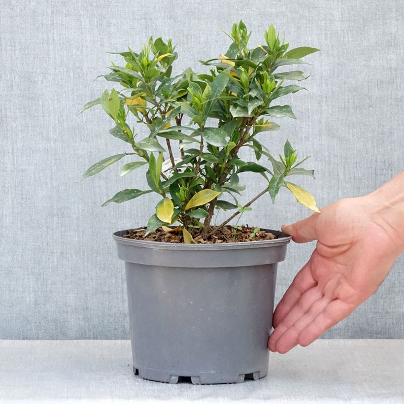 Gardenia jasminoides Celestial Star Maceta 3L/4L Ejemplar entregado en la primavera