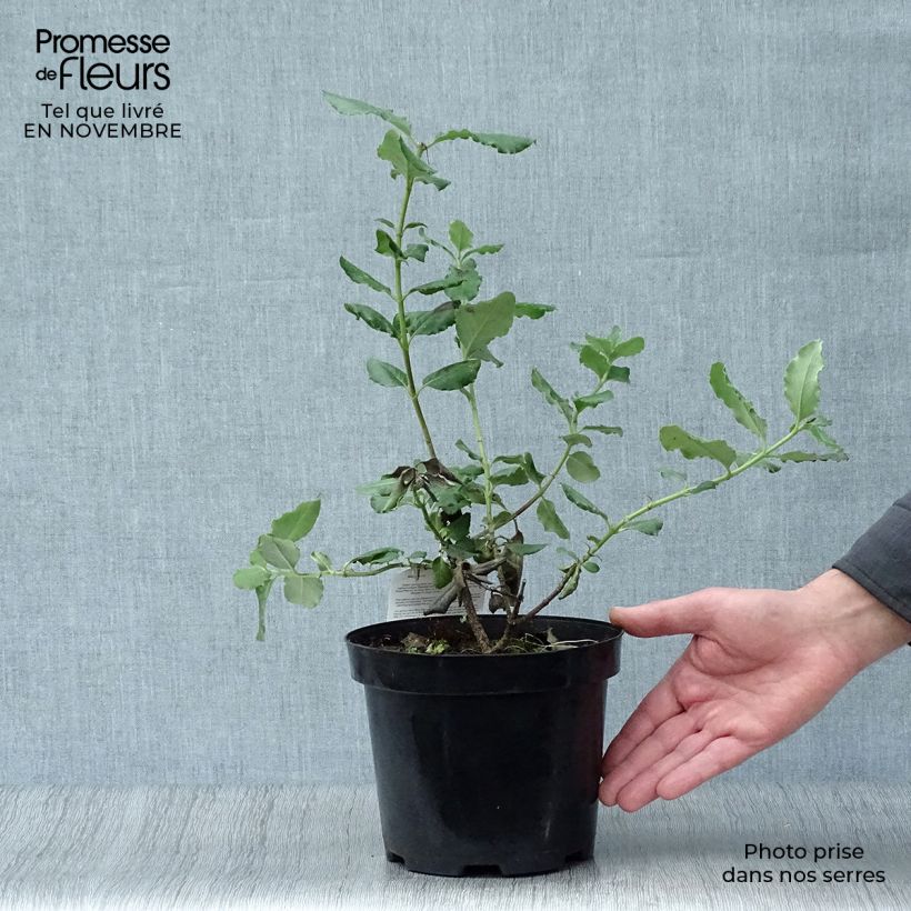Ejemplar de Garrya elliptica Maceta 2L/3L entregado en otoño
