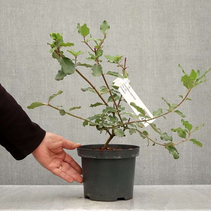 Ejemplar de Garrya elliptica James Roof Maceta 2L/3L entregado en otoño