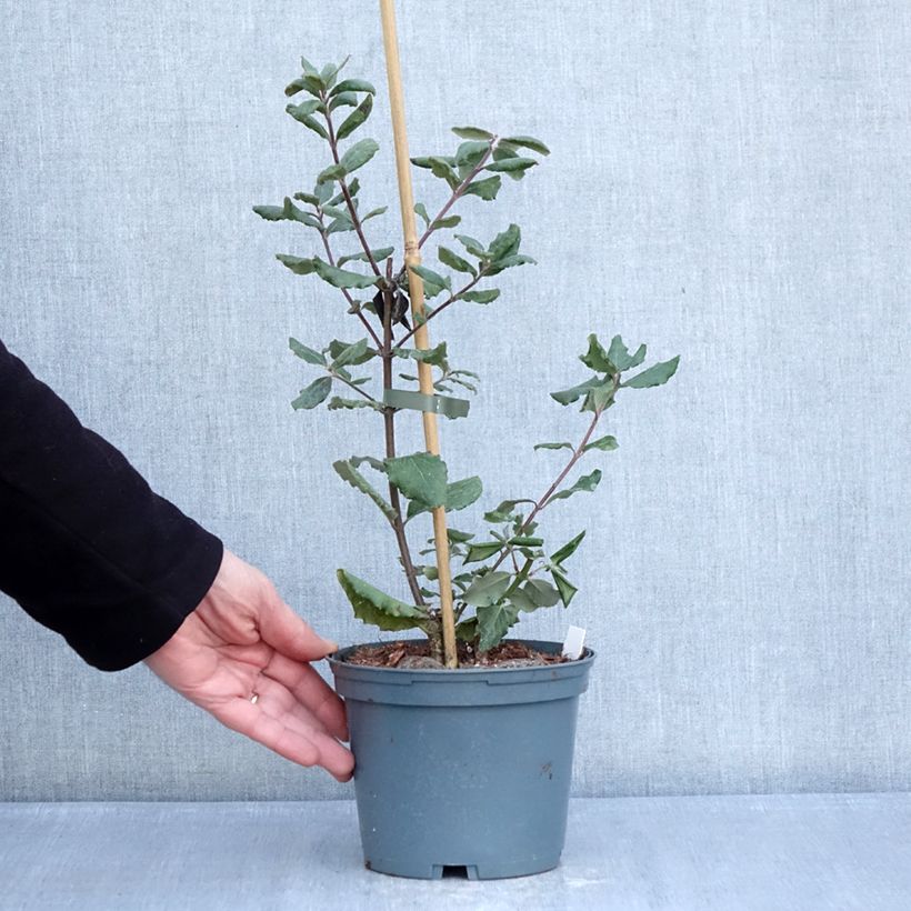 Garrya elliptica James Roof Maceta 2L/3L Ejemplar entregado en invierno