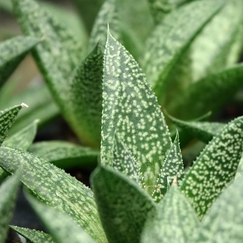 Gasteria D. Delta (Follaje)