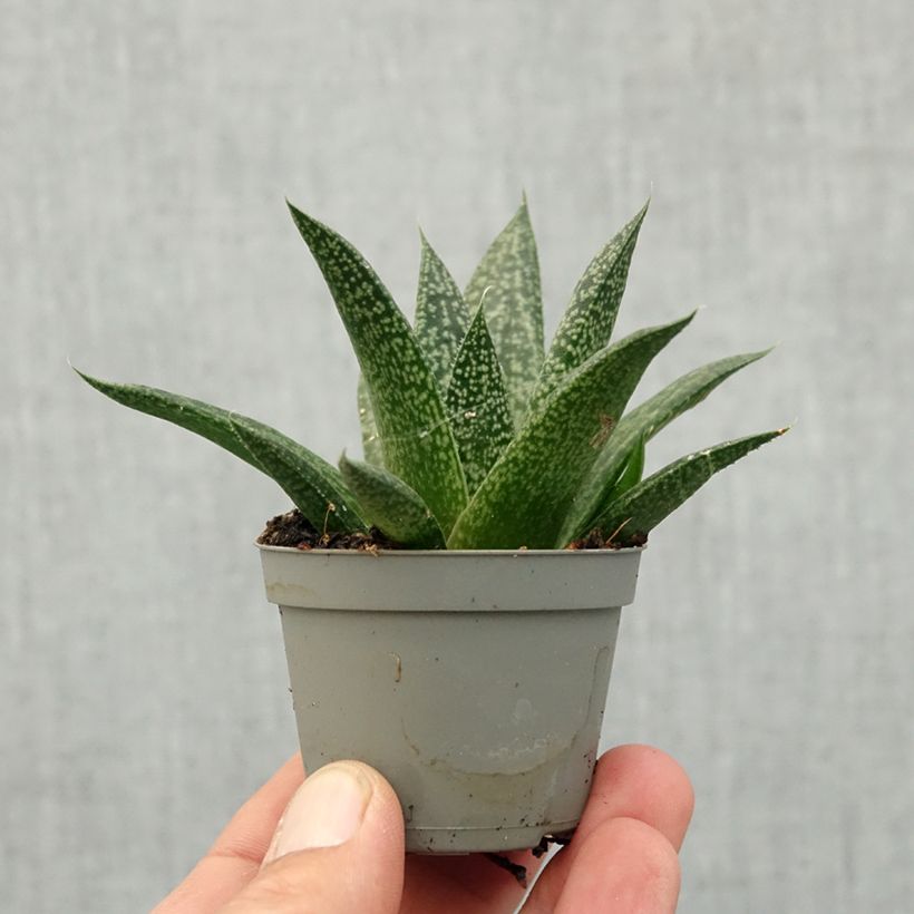 Gasteria D. Delta miniplanta Ejemplar entregado en la primavera