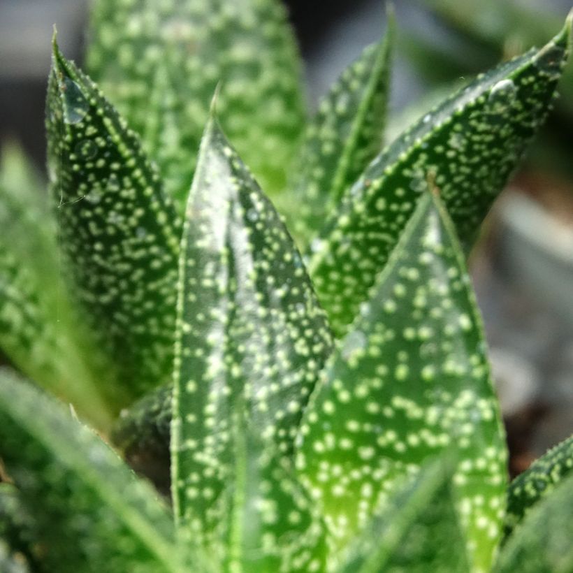 Gasteria D. Due (Follaje)