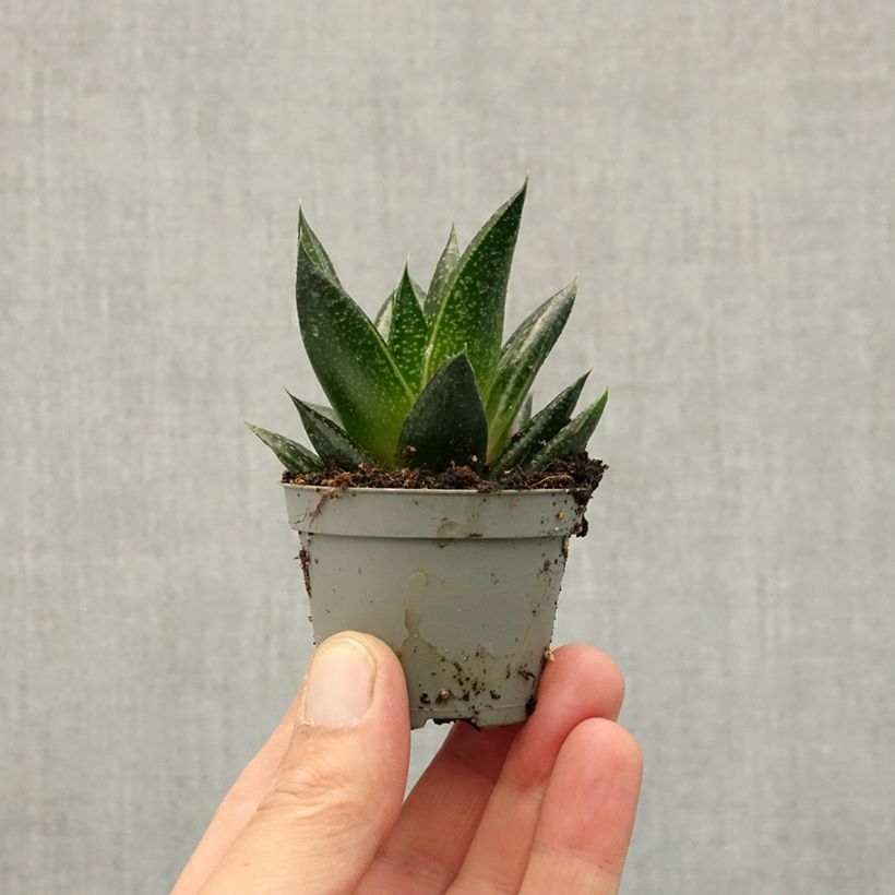 Gasteria D. Due miniplanta Ejemplar entregado en la primavera