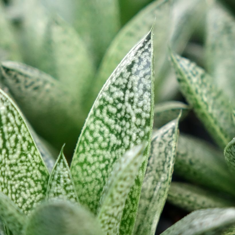 Gasteria D. Nella (Follaje)