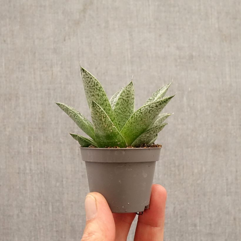 Gasteria D. Nella miniplanta Ejemplar entregado en la primavera