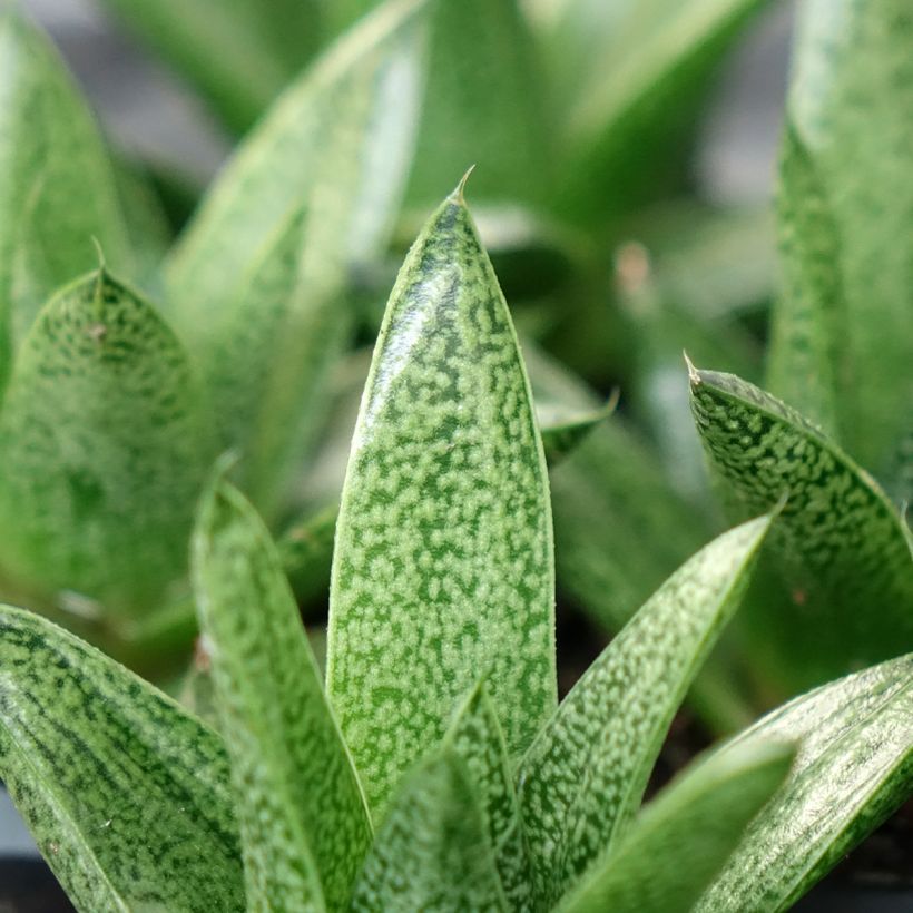 Gasteria D. Tiga (Follaje)