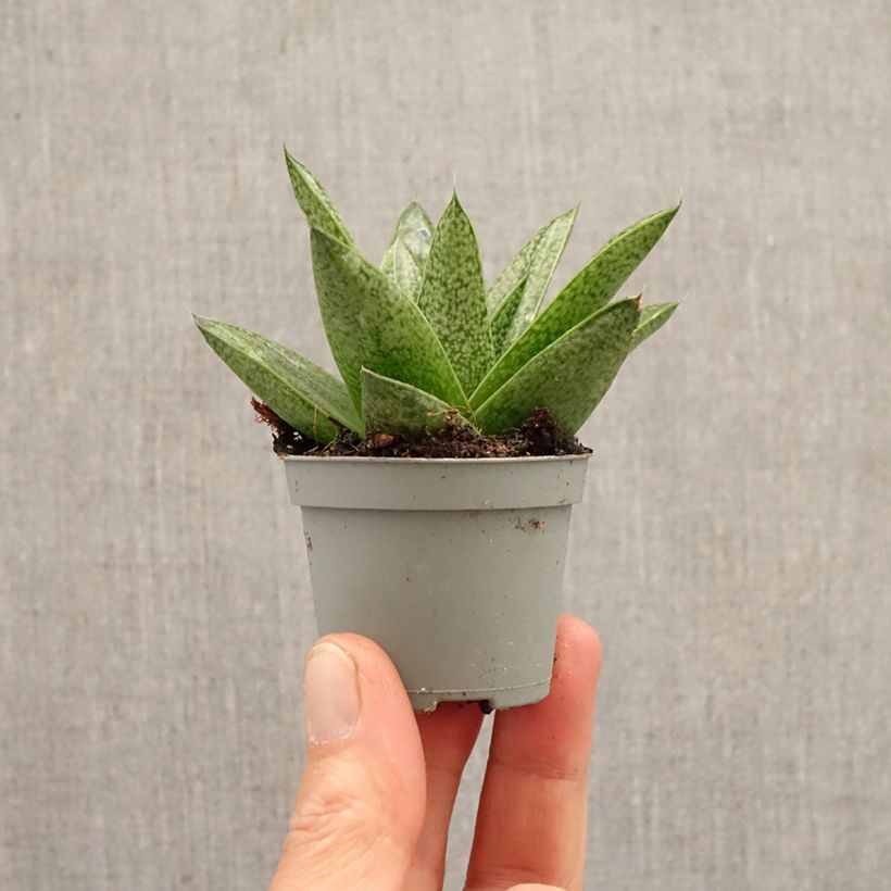 Gasteria D. Tiga miniplanta Ejemplar entregado en la primavera