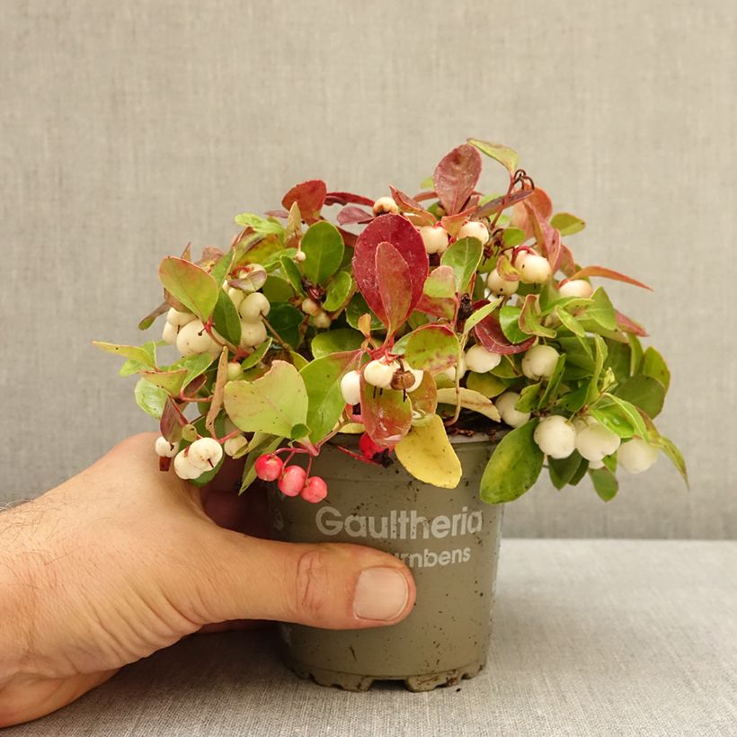 Ejemplar de Gaultheria procumbens Color Surprise Maceta de 10 cm/11 cm entregado en otoño