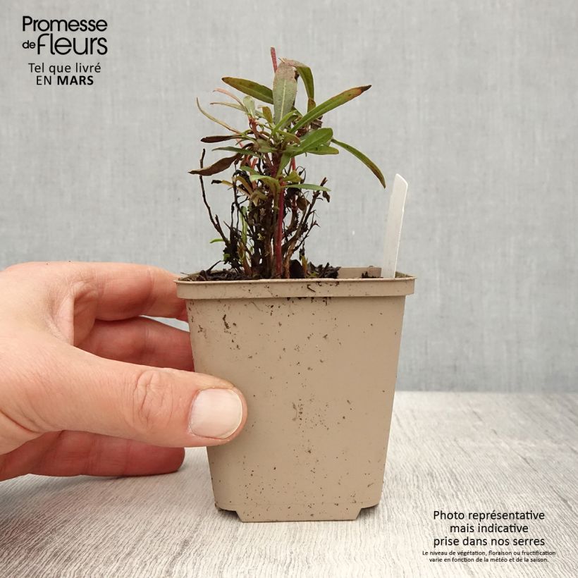 Gaura lindheimeri Crimson Butterfly Maceta de 8/9 cm Ejemplar entregado en la primavera