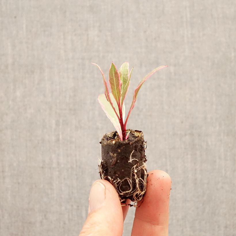 Gaura EVERLAST Viva Nova minicepellón: Ø 3/4 cm Ejemplar entregado en la primavera