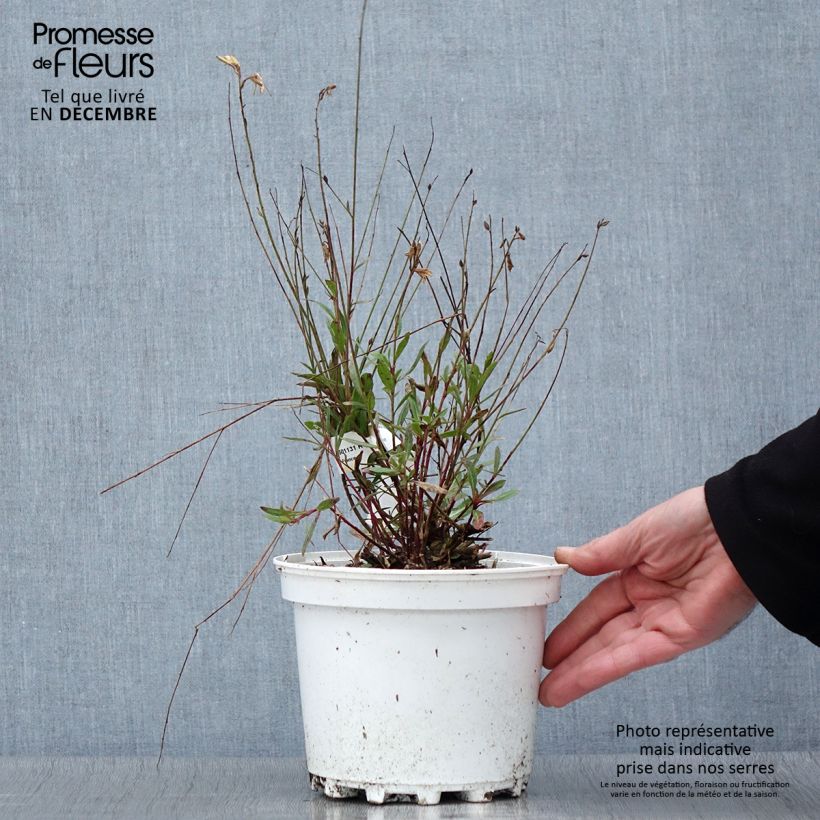 Ejemplar de Gaura lindheimeri White Maceta 2L/3L entregado en otoño