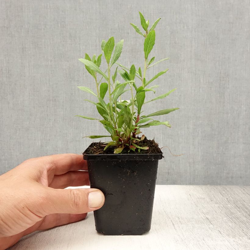 Ejemplar de Gaura lindheimeri Snowstorm Maceta de 8/9 cm entregado en verano