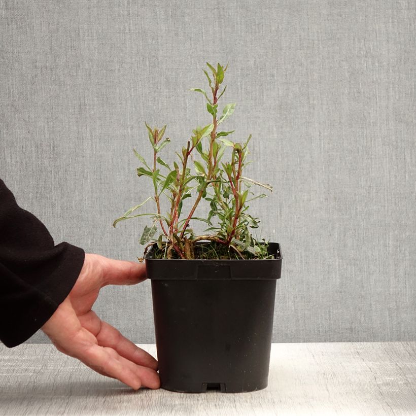 Gaura lindheimeri Snowstorm Maceta 2L/3L Ejemplar entregado en la primavera